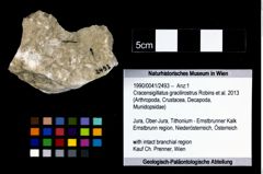 Foto (Objekt + Etikett) von Cracensigillatus gracilirostrus (Robins et al., 2013)  (NHMW-GEO-1990-0041-2493)